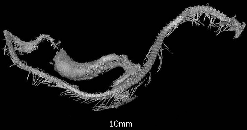 کشف فسیل نوزاد مار در کهربای متعلق به کرتاسه