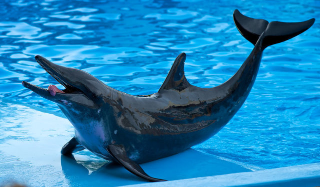 کشف گونه جدید ترکیبی نهنگ-دلفین