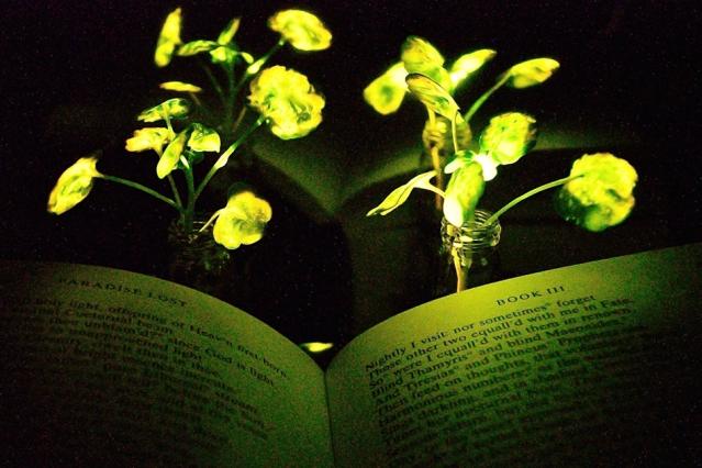 تولید گیاهی که از خود نور ضعیف تولید می کند