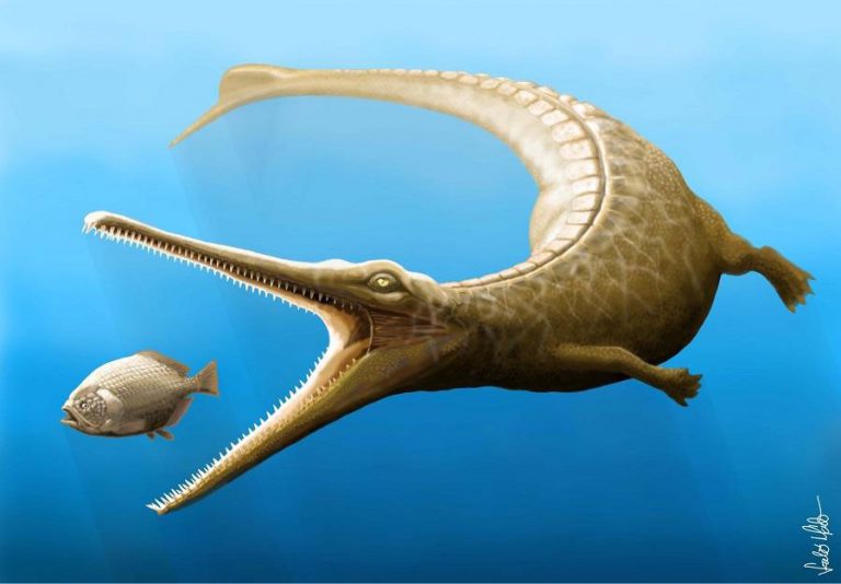 ارتباط دلفین ها و نهنگ های قاتل با تمساح های دوره ژوراسیک