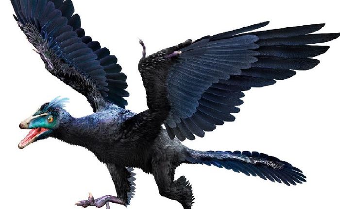 آرکئوپتریکس اولین دایناسور پرنده تاریخ