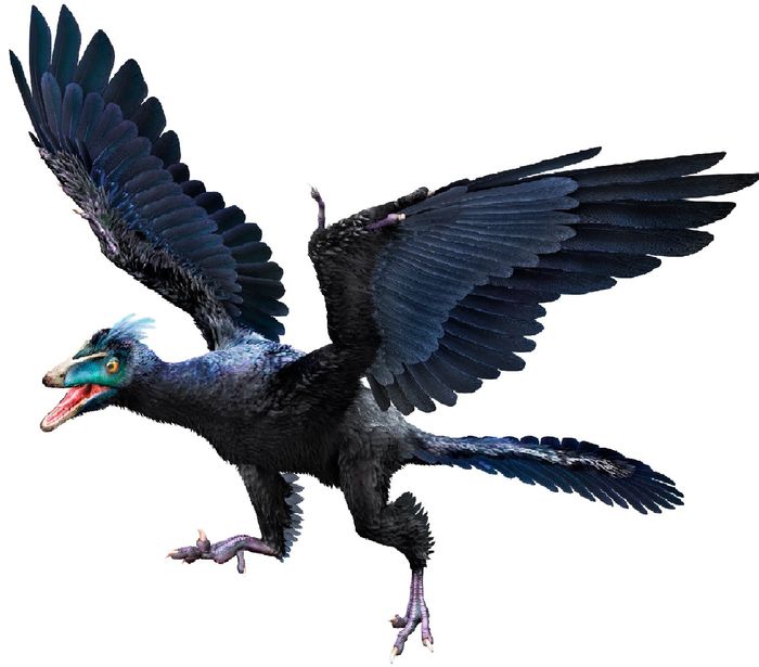آرکئوپتریکس اولین دایناسور پرنده تاریخ