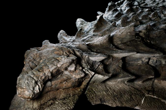 کشف اولین فسیل دایناسور مومیایی شده در دنیا