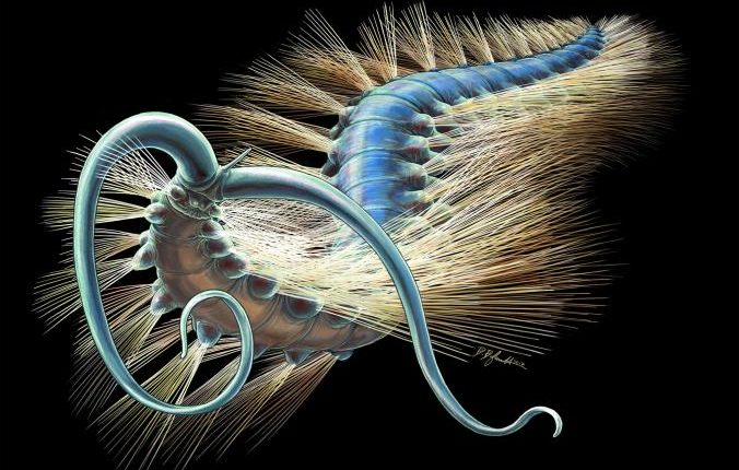 درک نحوه تکامل کرم ها بوسیله فسیل ۵۰۸ میلیون ساله