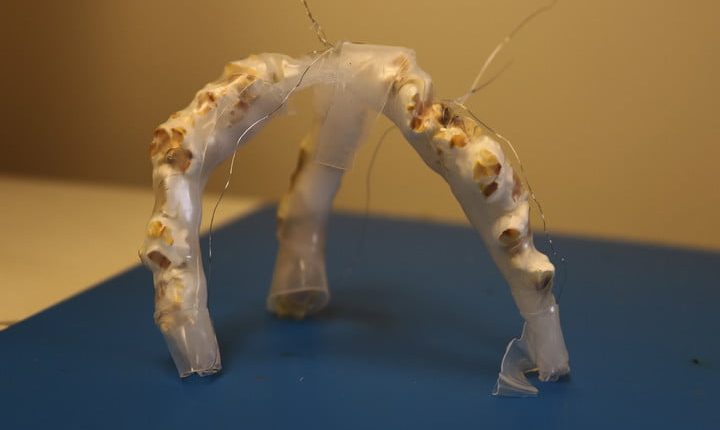 تامین نیروی ربات‌ها با دانه ذرت