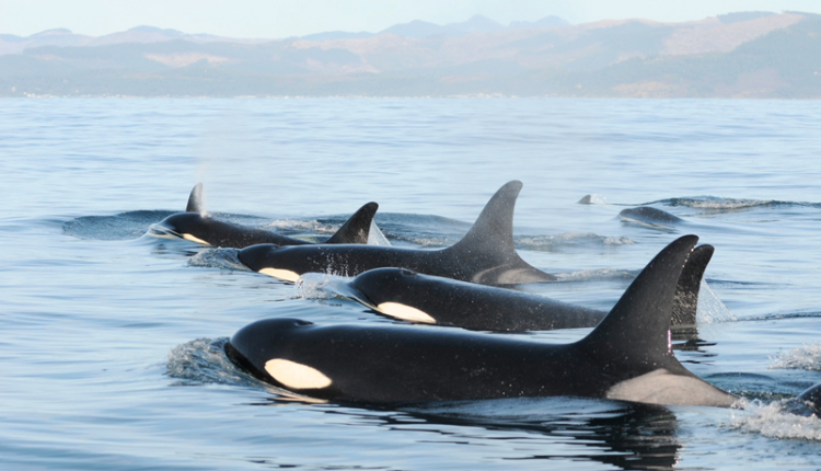 کشف گونه جدید ترکیبی نهنگ-دلفین