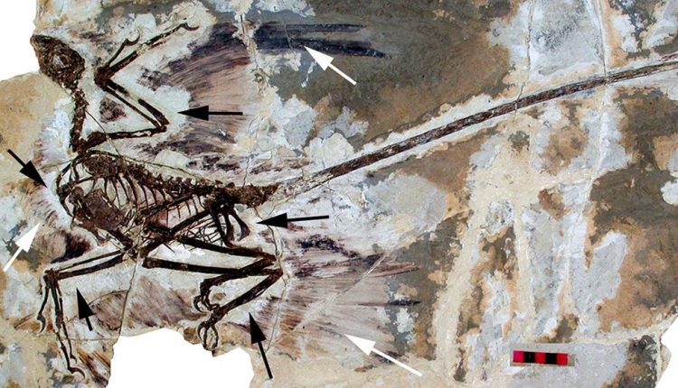 کشف قدیمی‌ترین شوره در فسیل ۱۲۵ میلیون ساله