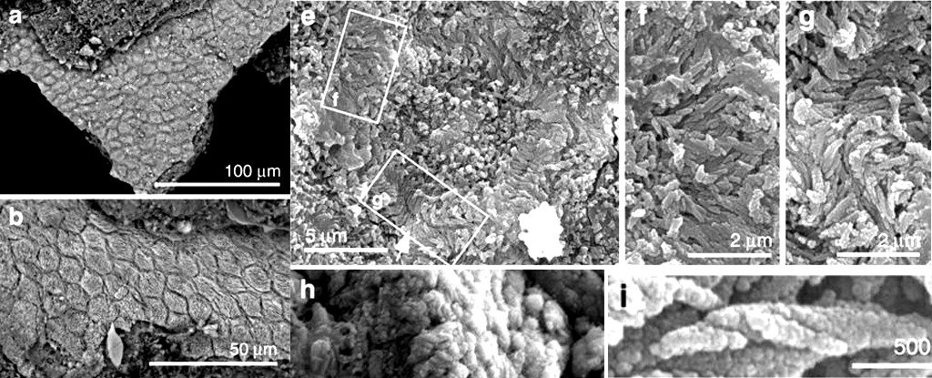 کشف قدیمی‌ترین شوره در فسیل ۱۲۵ میلیون ساله