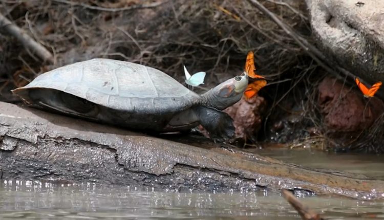 نوشیدن اشک لاک‌ پشت توسط پروانه‌ها