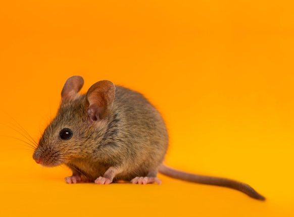 موش های فضانورد راهی مریخ می شوند