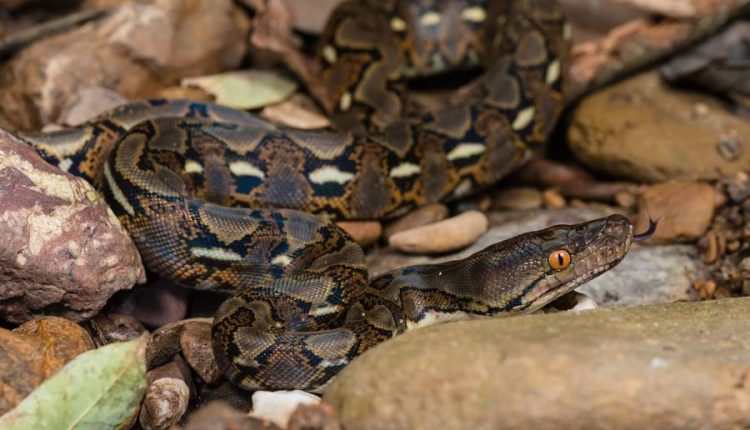 بلعیده شدن یک زن توسط مار پایتون ۷ متری