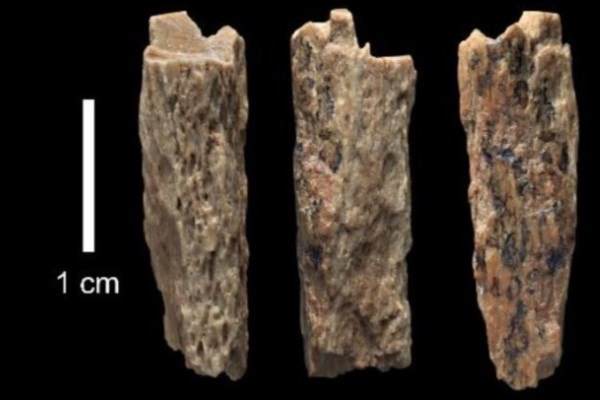 کشف استخوان کودک 50 هزار ساله از نژادی ناشناخته