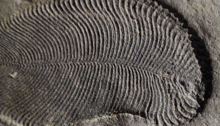 دیکین‌ سونیا با 558 میلیون سال سن قدیمی‌ترین حیوان جهان