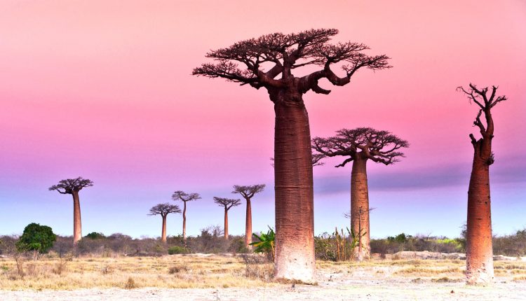 کشف استخوان‌های دو فیل پرنده در ماداگاسکار