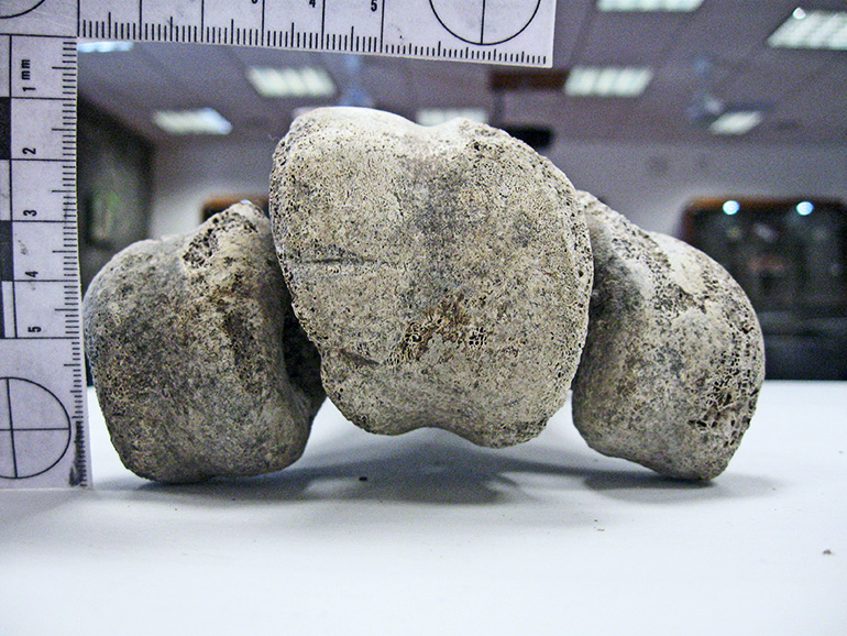 کشف استخوان‌های دو فیل پرنده در ماداگاسکار