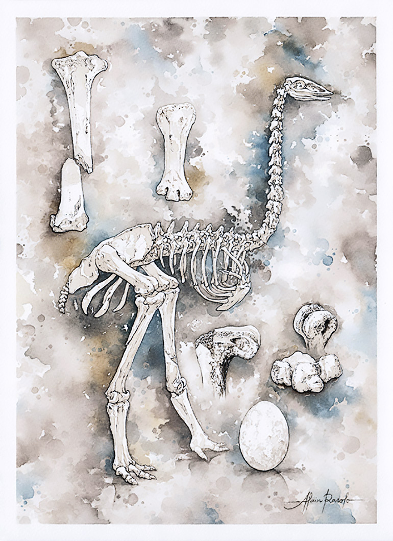 کشف استخوان‌های دو فیل پرنده در ماداگاسکار