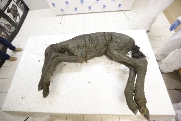 بازگرداندن فسیل یخ‌زده کره اسب ۴۰ هزار ساله به زندگی