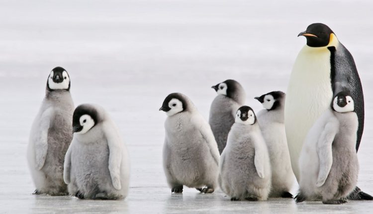 گور دسته جمعی پنگوئن‌های مومیایی‌شده