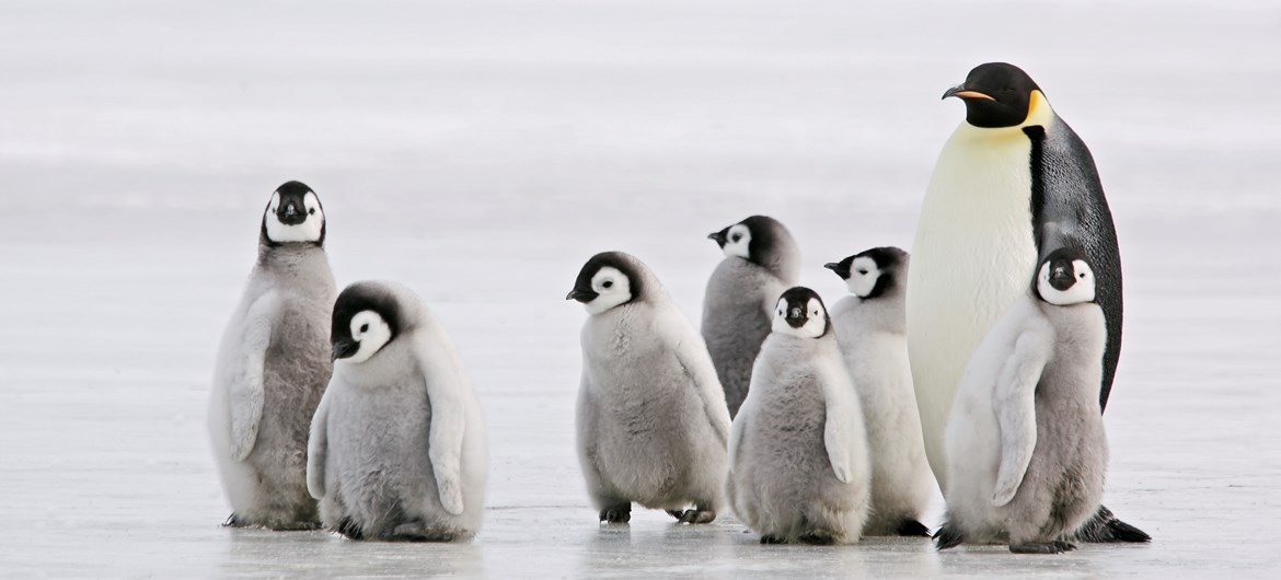 گور دسته جمعی پنگوئن‌های مومیایی‌شده