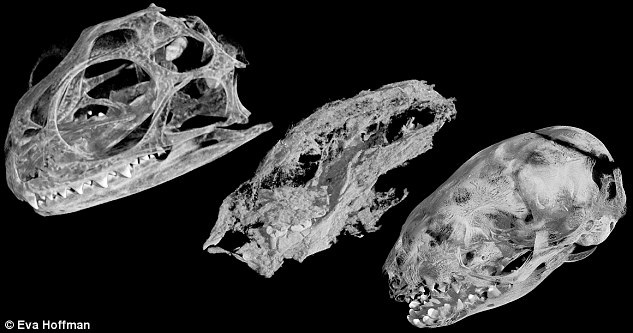 کشف بقایای فسیلی موش تخم‌گذار ماقبل تاریخ