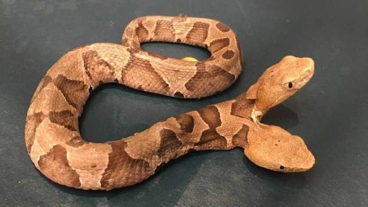 مار دو سر و بسیار نادر که هنگام غذاخوردن با خود درگیر است