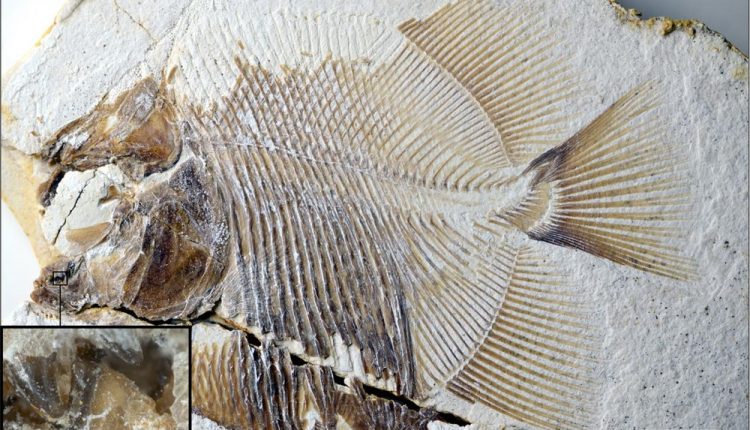 کشف فسیل ۱۵۰ میلیون ساله اولین ماهی گوشتخوار آب شیرین