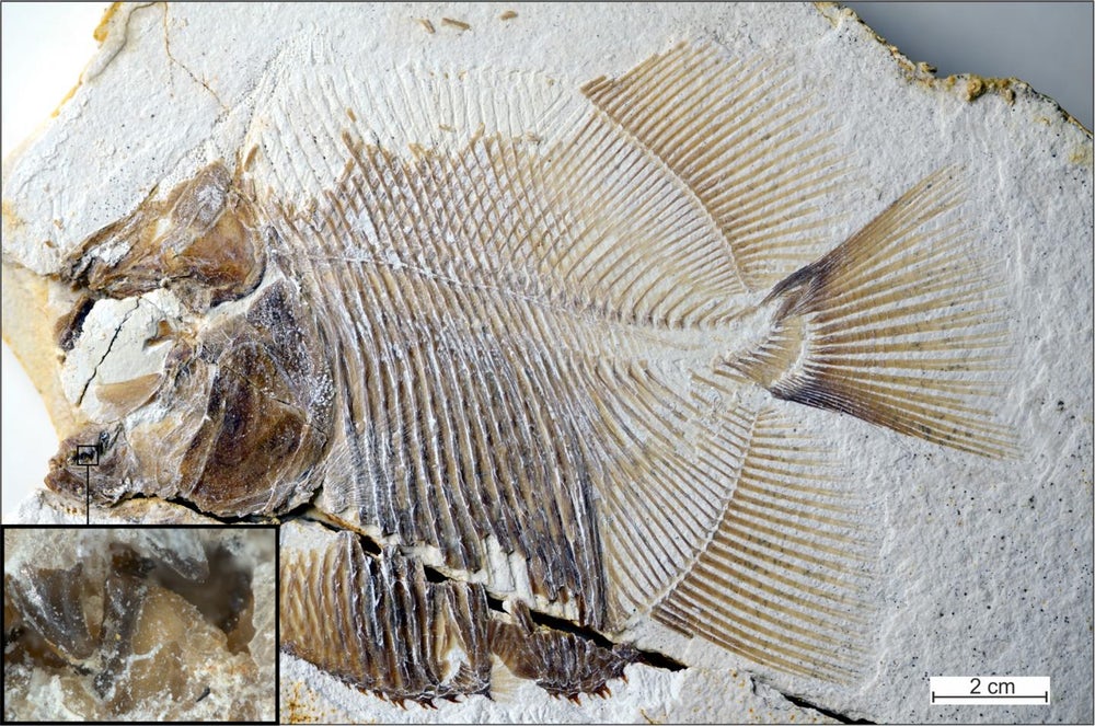 کشف فسیل ۱۵۰ میلیون ساله اولین ماهی گوشتخوار آب شیرین