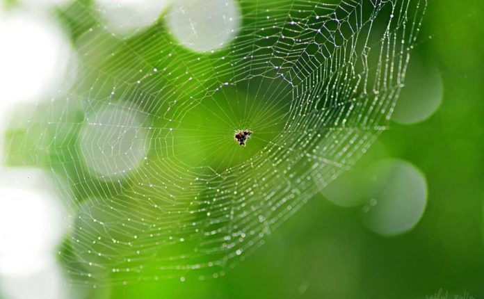 چرا تار عنکبوت از فولاد قوی تر است؟