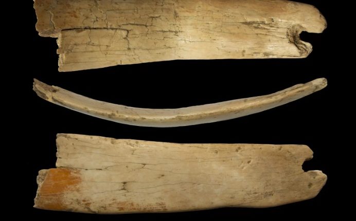 یک تاج 50000 هزار ساله و از جنس عاج ماموت در غاری در سیبری یافت شد