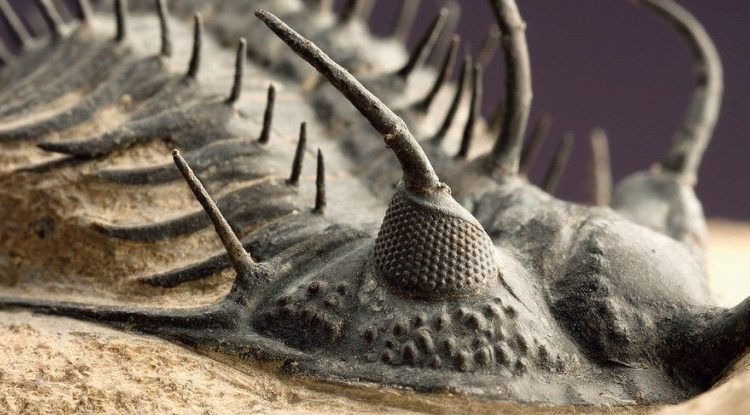 کشف علت بزرگترین انقراض تاریخ زمین