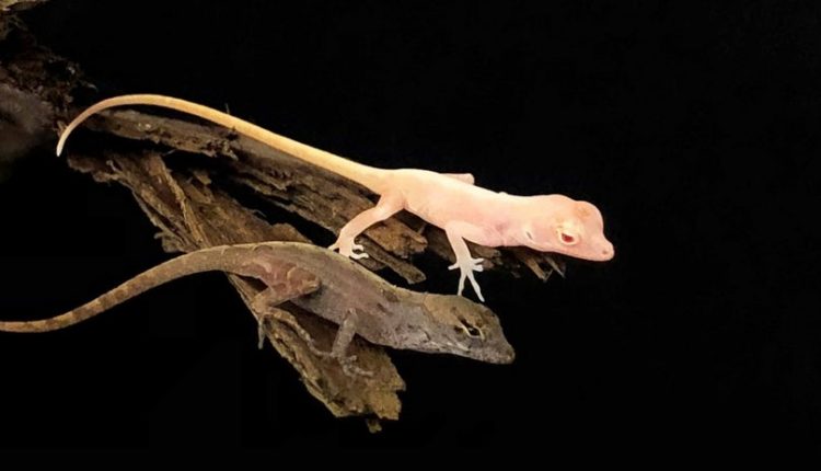 اولین مارمولک اصلاح شده ژنتیکی صورتی