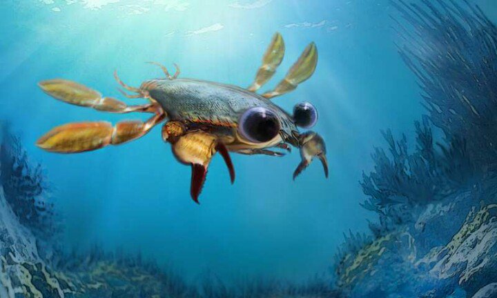 کشف فسیل گونه منقرض شده خرچنگ پلاتی‌پوس