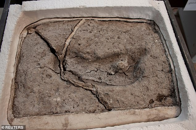 کشف ردپای 15600 ساله انسان در شیلی