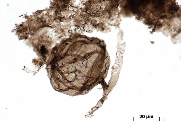 کشف قدیمی ترین فسیل قارچ