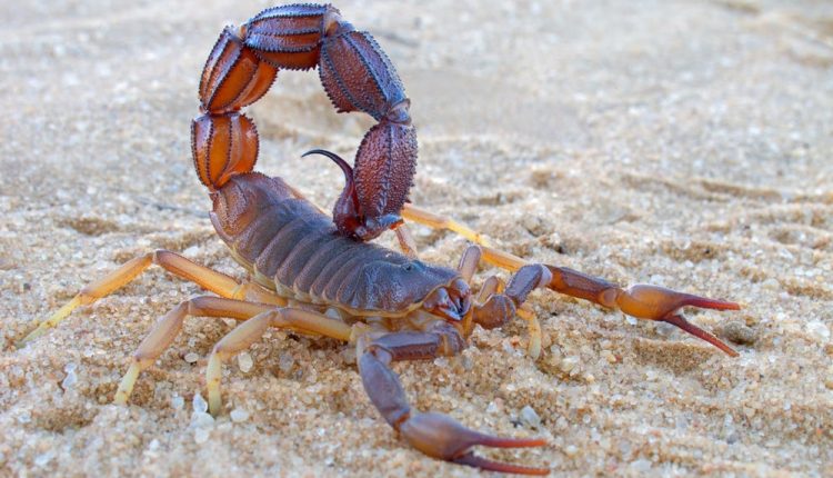 تشخیص سلولهای سرطانی مغز با زهر عقرب