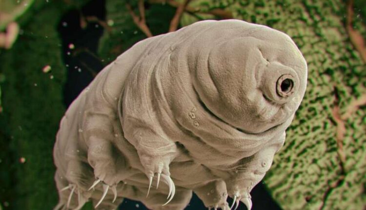 کشف راز نحوه زنده ماندن تاردیگریدها در برابر تشعشعات رادیواکتیو