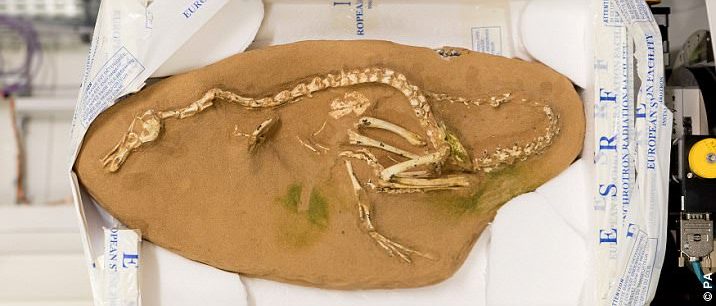 هالسکارپتور، اولین و تنها دایناسور دوزیستی که تاکنون کشف شده