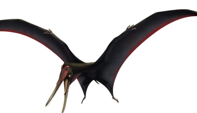 نامگذاری گونه جدید و دندان‌دار پتروسور به نام خاندان تارگرین