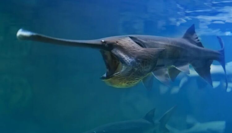 پاروماهی بزرگ چینی