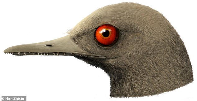 کوچک‌ترین دایناسور جهان یک پرنده ۵ سانتیمتری بود