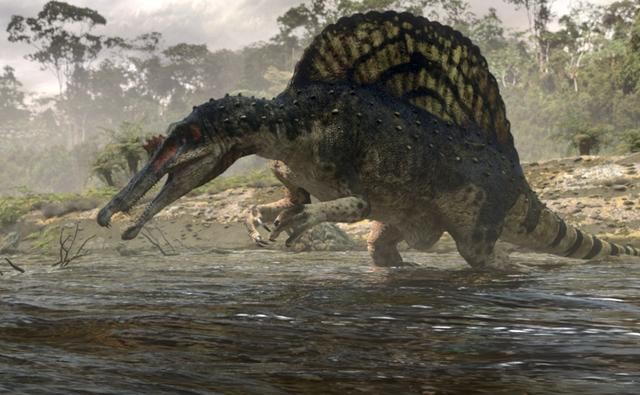 اسپینوسوروس اولین دایناسور شناگر تاریخ بود