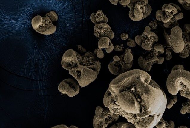 کشف باکتری‌هایی که از منگنز تغذیه می‌کنند