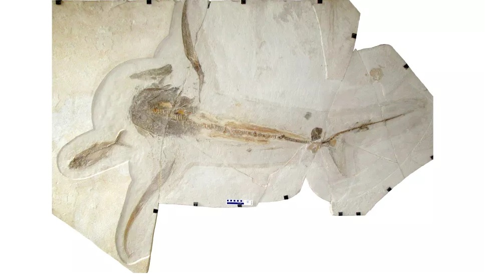 کشف بقایای کوسه عقاب بالدار که ۹۳ میلیون سال پیش می‌زیست